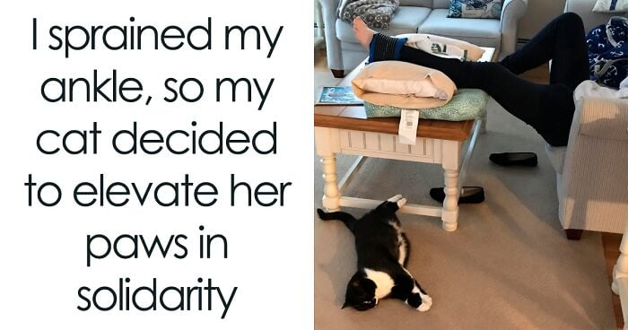 50 Funny Cat Memes To Brighten Up Your Day If The World Feels Like A Cat-astrophe Right Now (New Pics)