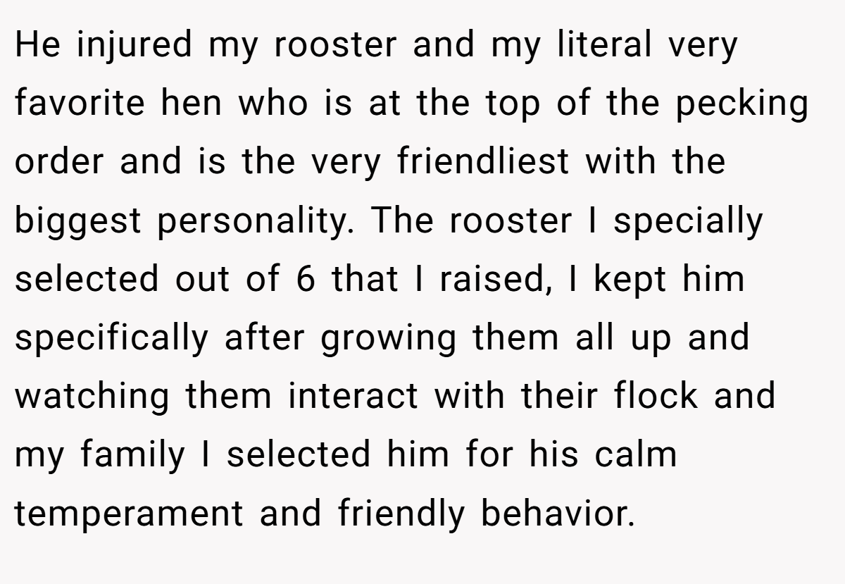 He injured my rooster and my literal very favorite hen who is at the top of the pecking order and is the very friendliest with the biggest personality. The rooster I specially selected out of 6 that I raised, I kept him specifically after growing them all up and watching them interact with their flock and my family I selected him for his calm temperament and friendly behavior.