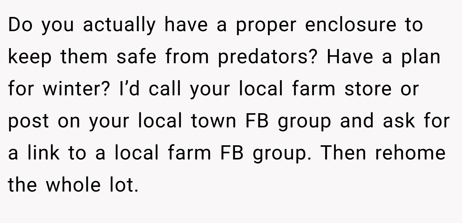 Do you actually have a proper enclosure to keep them safe from predators? Have a plan for winter? I’d call your local farm store or post on your local town FB group and ask for a link to a local farm FB group. Then rehome the whole lot.