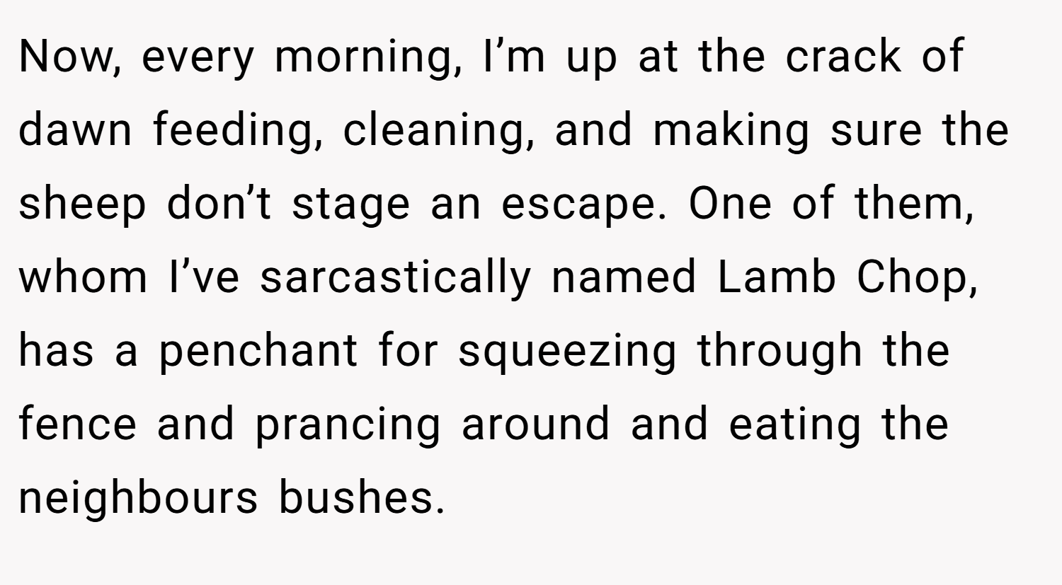 Now, every morning, I’m up at the crack of dawn feeding, cleaning, and making sure the sheep don’t stage an escape. One of them, whom I’ve sarcastically named Lamb Chop, has a penchant for squeezing through the fence and prancing around and eating the neighbours bushes.