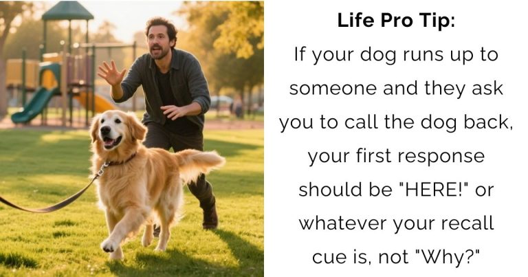 From Friendly to Fiasco: Why Dog Recall Beats Excuses