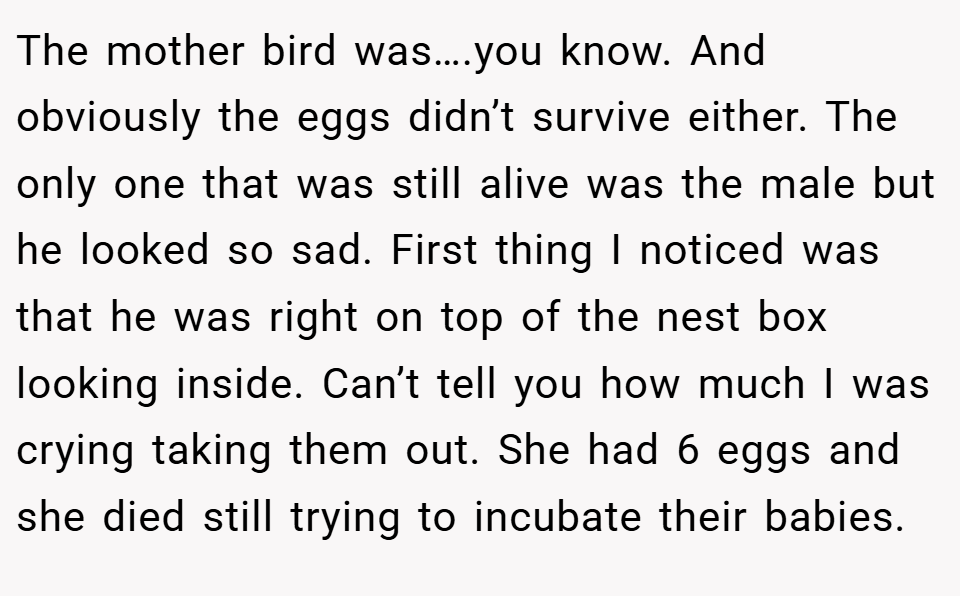 The mother bird was….you know. And obviously the eggs didn’t survive either. The only one that was still alive was the male but he looked so sad. First thing I noticed was that he was right on top of the nest box looking inside. Can’t tell you how much I was crying taking them out. She had 6 eggs and she died still trying to incubate their babies.