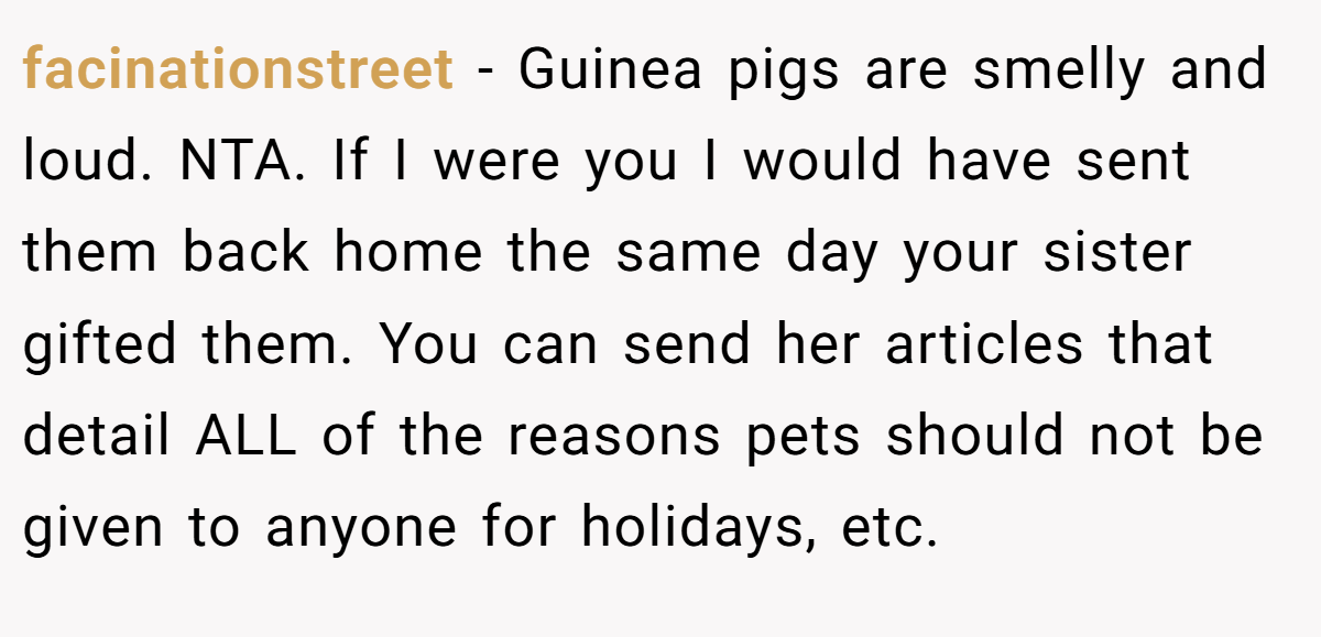 facinationstreet − Guinea pigs are smelly and loud. NTA. If I were you I would have sent them back home the same day your sister gifted them. You can send her articles that detail ALL of the reasons pets should not be given to anyone for holidays, etc.