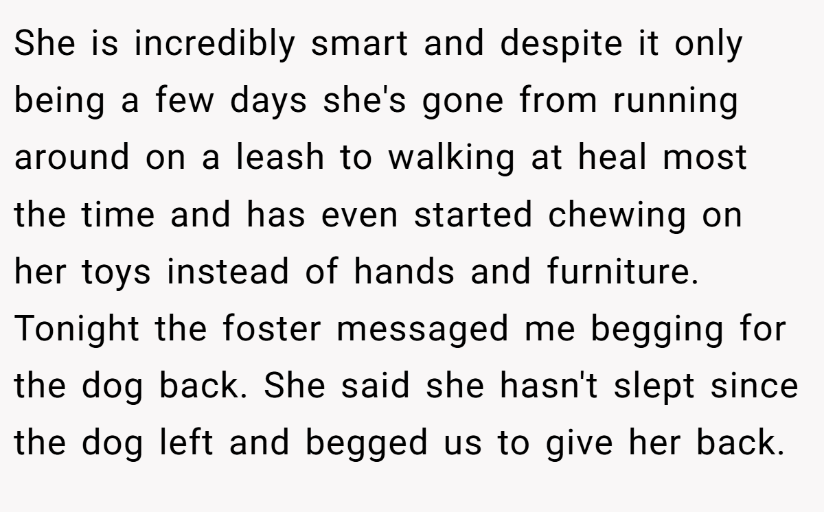 She is incredibly smart and despite it only being a few days she's gone from running around on a leash to walking at heal most the time and has even started chewing on her toys instead of hands and furniture. Tonight the foster messaged me begging for the dog back. She said she hasn't slept since the dog left and begged us to give her back.