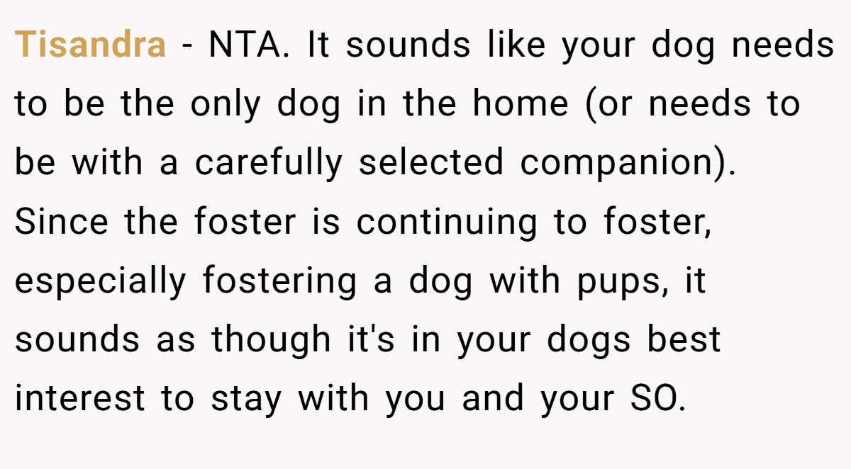 Tisandra − NTA. It sounds like your dog needs to be the only dog in the home (or needs to be with a carefully selected companion). Since the foster is continuing to foster, especially fostering a dog with pups, it sounds as though it's in your dogs best interest to stay with you and your SO.