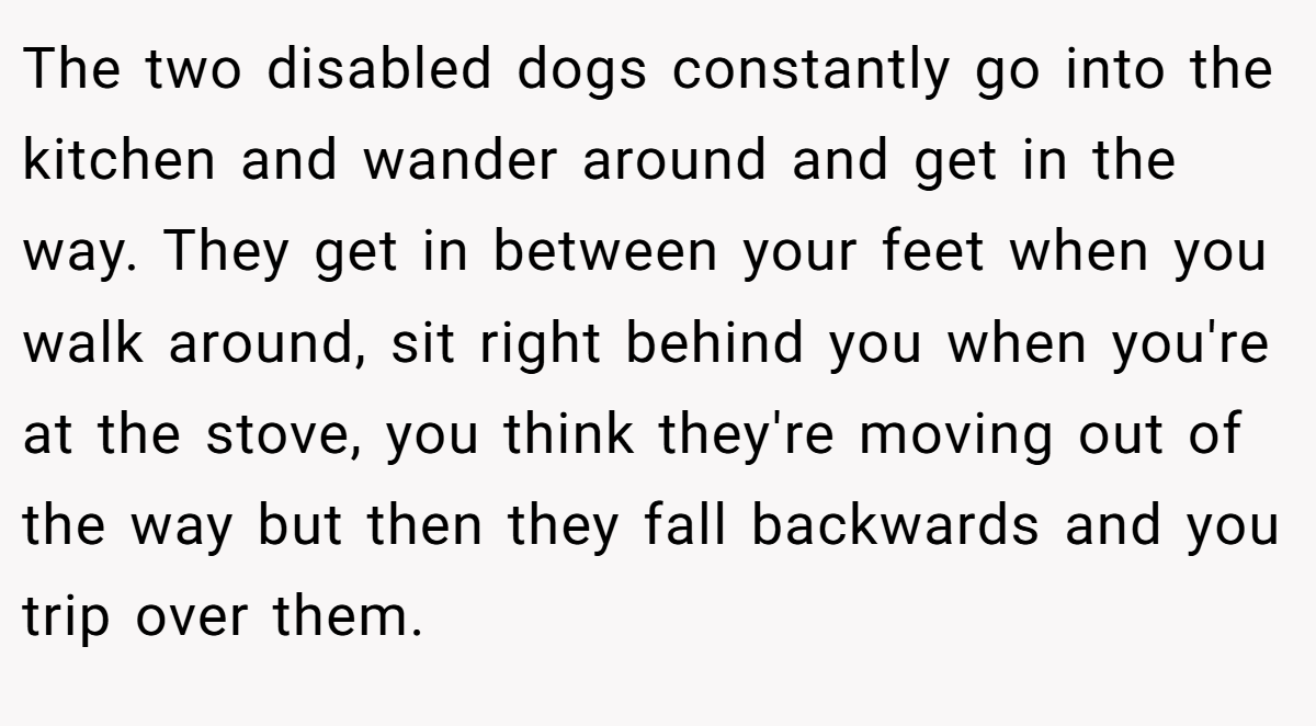 The two disabled dogs constantly go into the kitchen and wander around and get in the way. They get in between your feet when you walk around, sit right behind you when you're at the stove, you think they're moving out of the way but then they fall backwards and you trip over them.