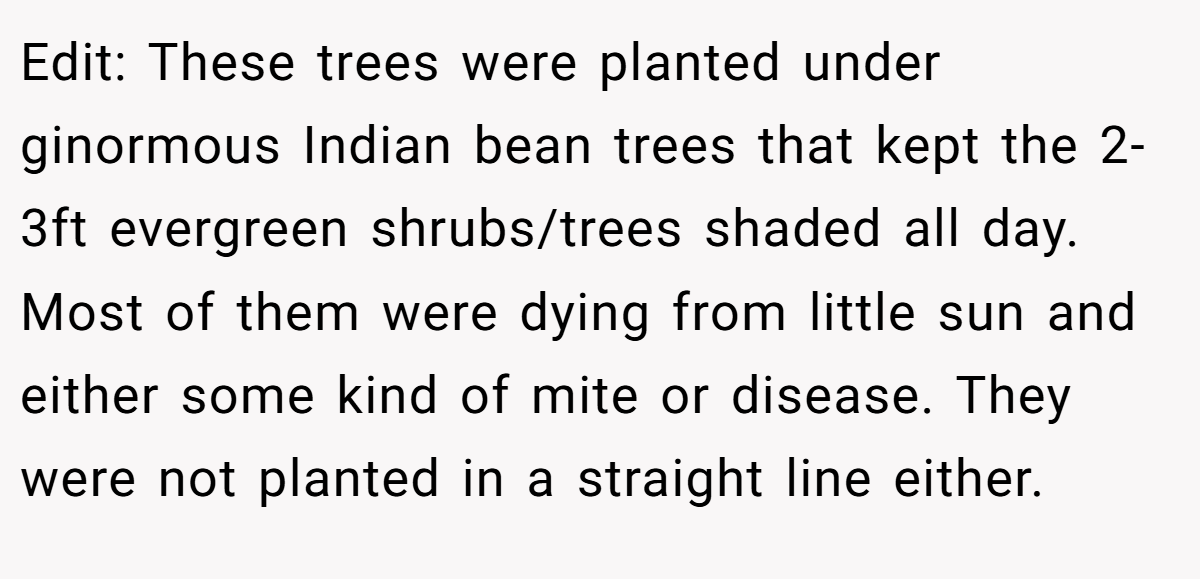 Edit: These trees were planted under ginormous Indian bean trees that kept the 2-3ft evergreen shrubs/trees shaded all day. Most of them were dying from little sun and either some kind of mite or disease. They were not planted in a straight line either.