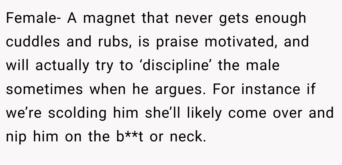 Female- A magnet that never gets enough cuddles and rubs, is praise motivated, and will actually try to ‘discipline’ the male sometimes when he argues. For instance if we’re scolding him she’ll likely come over and nip him on the b**t or neck.