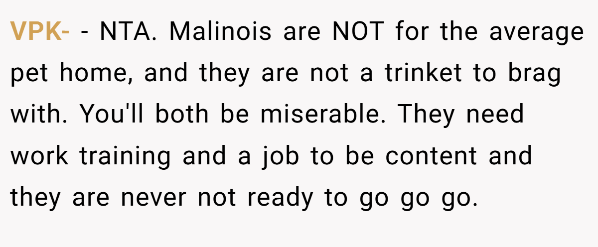 VPK- − NTA. Malinois are NOT for the average pet home, and they are not a trinket to brag with. You'll both be miserable. They need work training and a job to be content and they are never not ready to go go go.