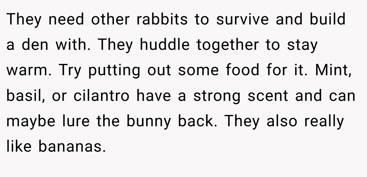 They need other rabbits to survive and build a den with. They huddle together to stay warm. Try putting out some food for it. Mint, basil, or cilantro have a strong scent and can maybe lure the bunny back. They also really like bananas.