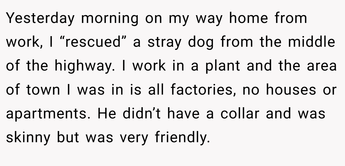 Yesterday morning on my way home from work, I “rescued” a stray dog from the middle of the highway. I work in a plant and the area of town I was in is all factories, no houses or apartments. He didn’t have a collar and was skinny but was very friendly.