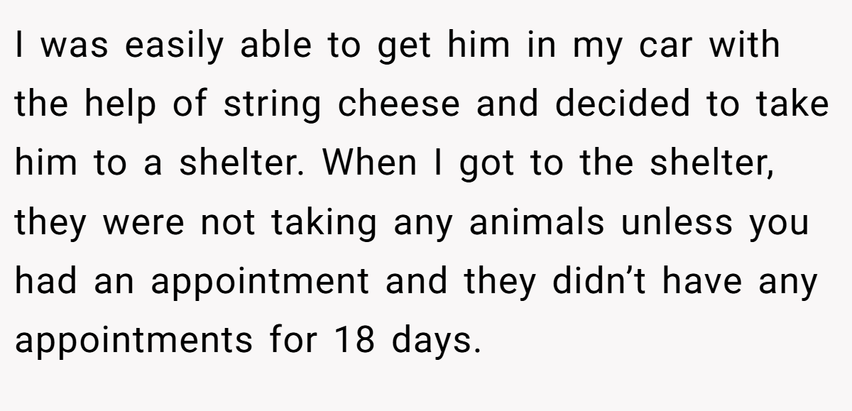 I was easily able to get him in my car with the help of string cheese and decided to take him to a shelter. When I got to the shelter, they were not taking any animals unless you had an appointment and they didn’t have any appointments for 18 days.