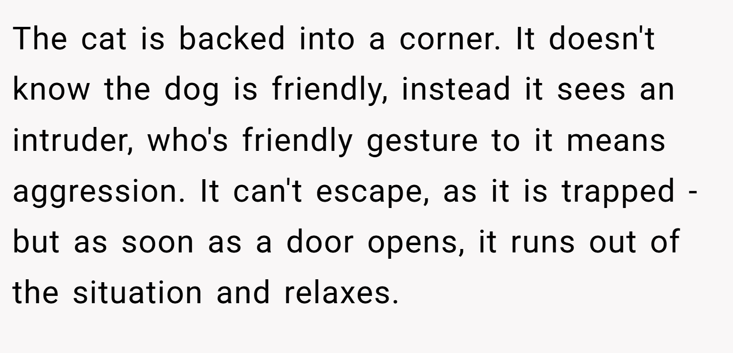 The cat is backed into a corner. It doesn't know the dog is friendly, instead it sees an intruder, who's friendly gesture to it means aggression. It can't escape, as it is trapped - but as soon as a door opens, it runs out of the situation and relaxes.