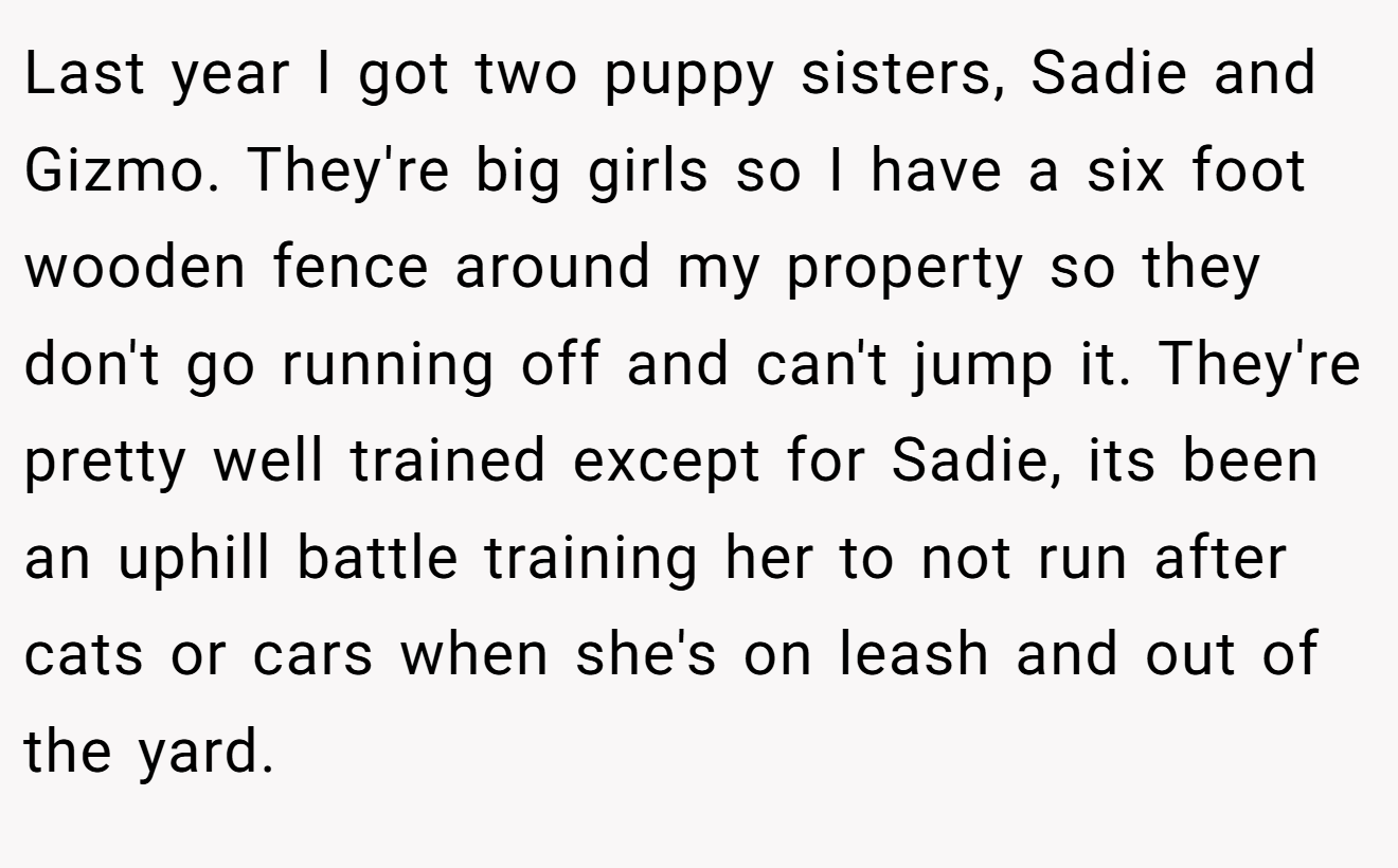 Last year I got two puppy sisters, Sadie and Gizmo. They're big girls so I have a six foot wooden fence around my property so they don't go running off and can't jump it. They're pretty well trained except for Sadie, its been an uphill battle training her to not run after cats or cars when she's on leash and out of the yard.