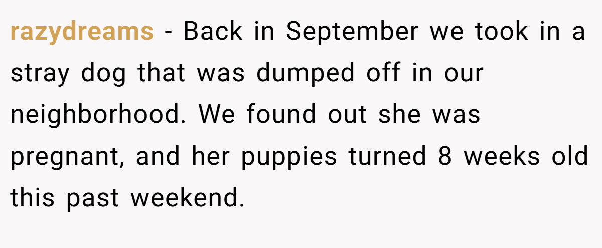 razydreams − Back in September we took in a stray dog that was dumped off in our neighborhood. We found out she was pregnant, and her puppies turned 8 weeks old this past weekend.