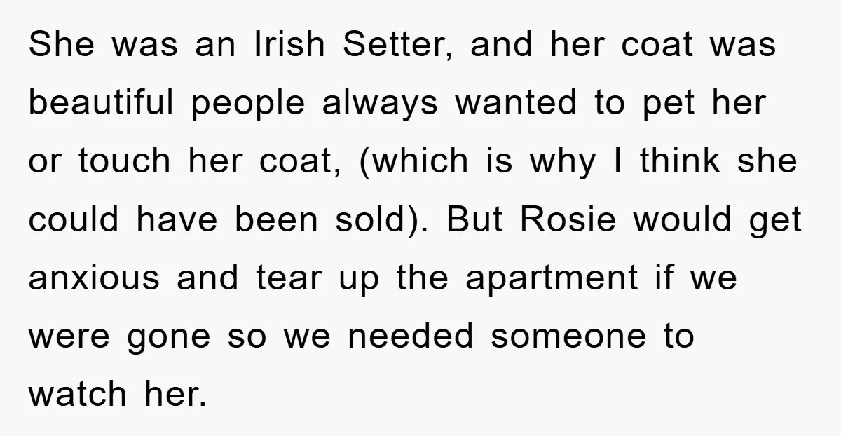 She was an Irish Setter, and her coat was beautiful people always wanted to pet her or touch her coat, (which is why I think she could have been sold)....