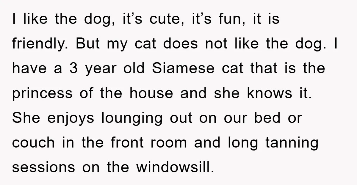 I like the dog, it’s cute, it’s fun, it is friendly. But my cat does not like the dog. I have a 3 year old Siamese cat that is the...