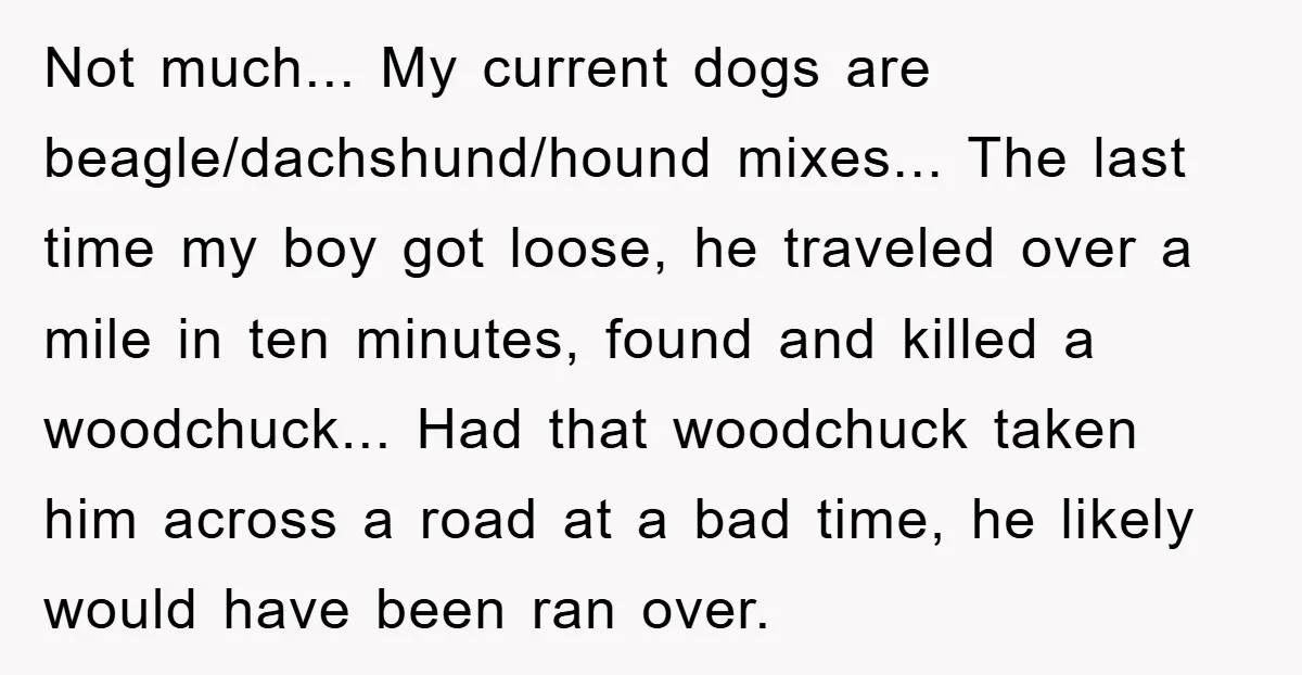 Not much... My current dogs are beagle/dachshund/hound mixes... The last time my boy got loose, he traveled over a mile in ten minutes, found and killed a woodchuck... Had that...