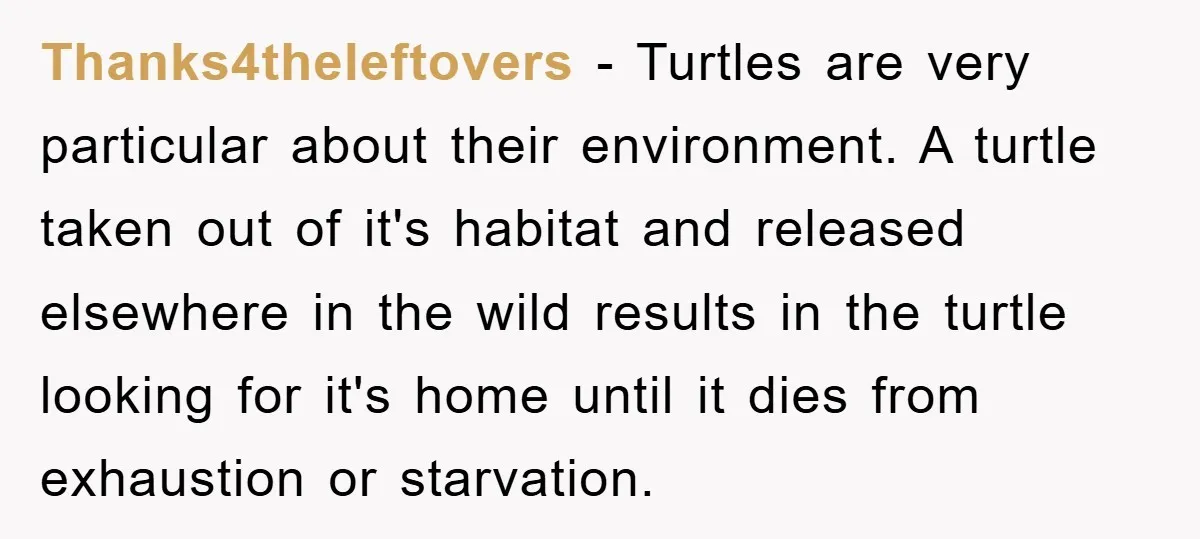 Thanks4theleftovers − Turtles are very particular about their environment. A turtle taken out of it's habitat and released elsewhere in the wild results in the turtle looking for it's home...