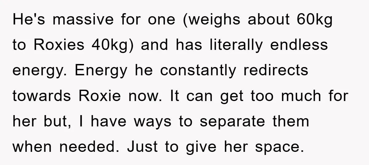 He's massive for one (weighs about 60kg to Roxies 40kg) and has literally endless energy. Energy he constantly redirects towards Roxie now. It can get too much for her but,...