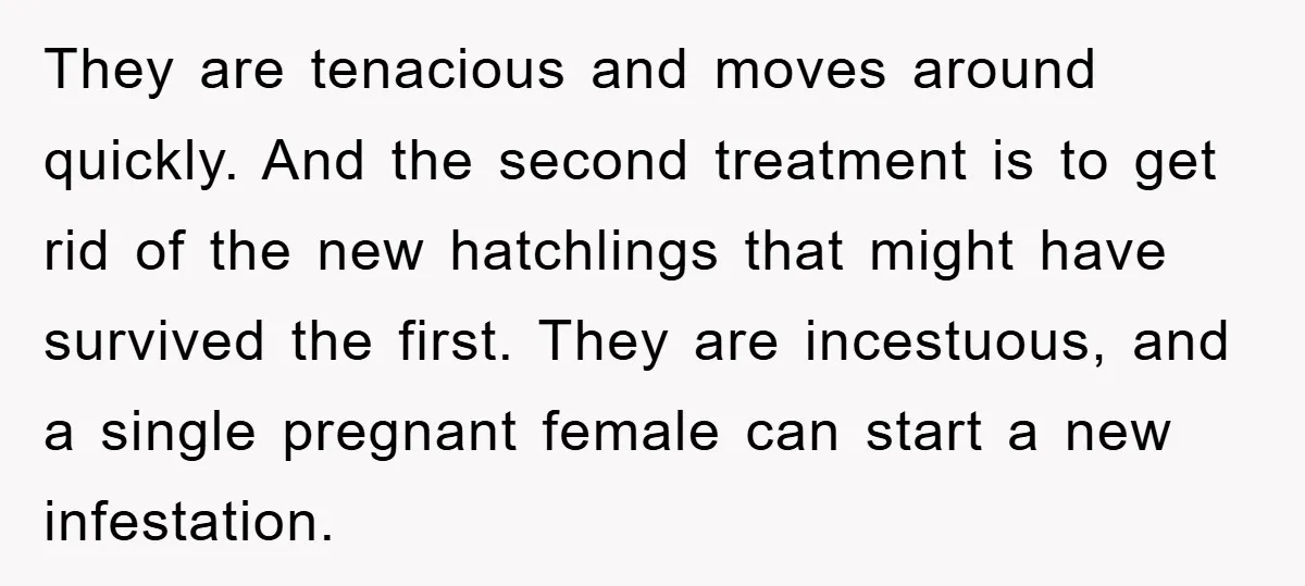 They are tenacious and moves around quickly. And the second treatment is to get rid of the new hatchlings that might have survived the first. They are incestuous, and a...