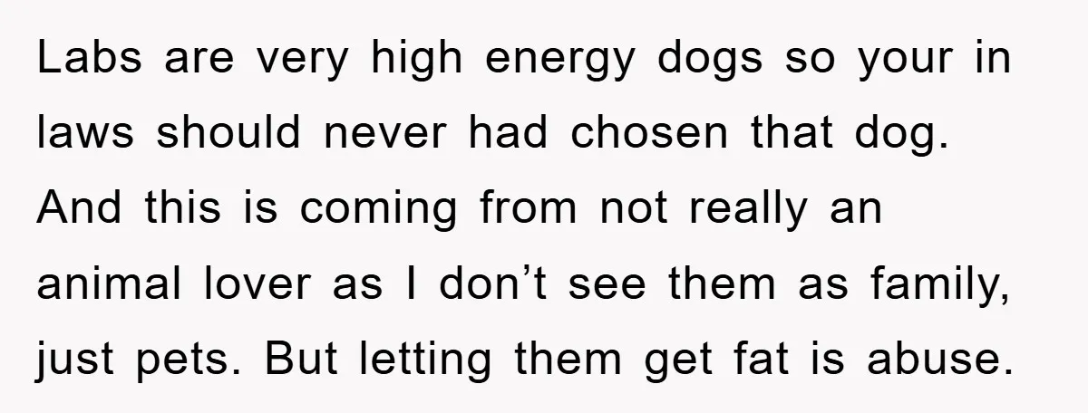 Labs are very high energy dogs so your in laws should never had chosen that dog. And this is coming from not really an animal lover as I don’t see...