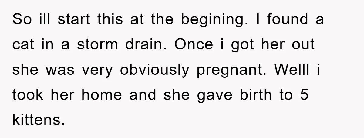 So ill start this at the begining. I found a cat in a storm drain. Once i got her out she was very obviously pregnant. Welll i took her home...