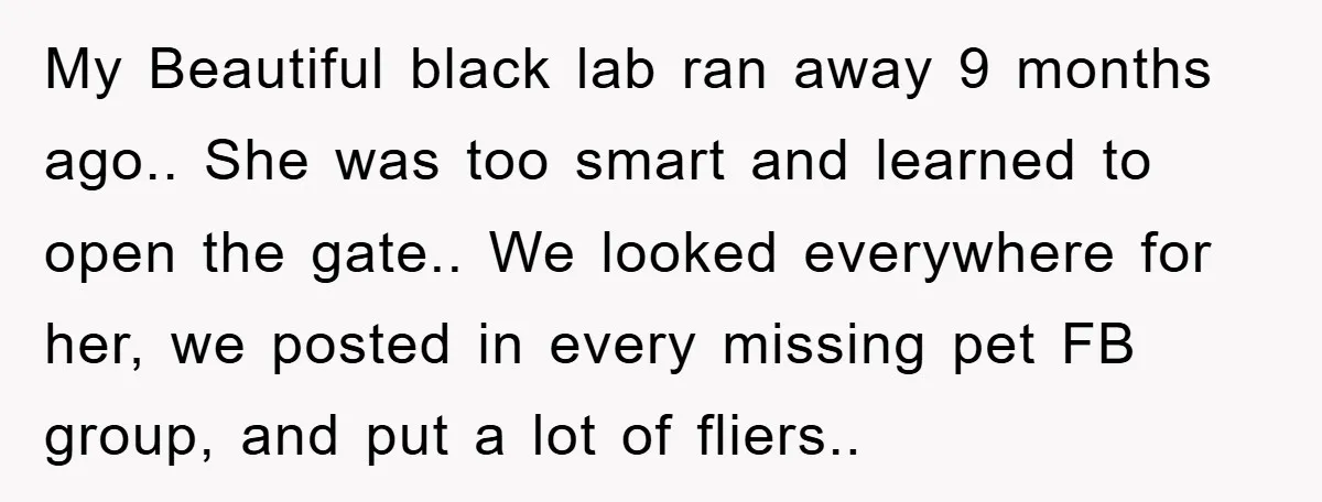 My Beautiful black lab ran away 9 months ago.. She was too smart and learned to open the gate.. We looked everywhere for her, we posted in every missing pet...