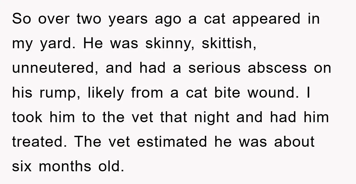 So over two years ago a cat appeared in my yard. He was skinny, skittish, unneutered, and had a serious abscess on his rump, likely from a cat bite wound....
