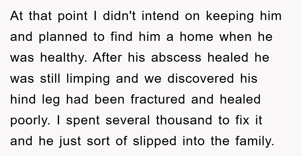 At that point I didn't intend on keeping him and planned to find him a home when he was healthy. After his abscess healed he was still limping and we...