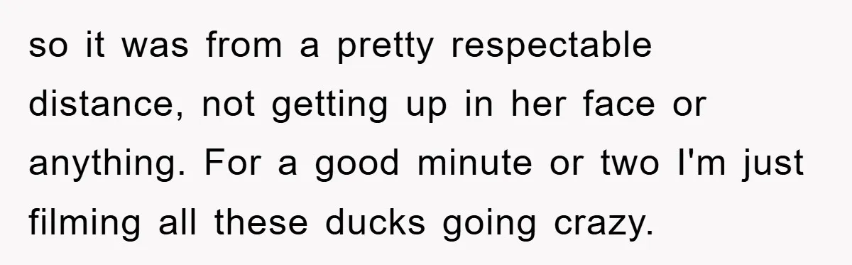 so it was from a pretty respectable distance, not getting up in her face or anything. For a good minute or two I'm just filming all these ducks going crazy.