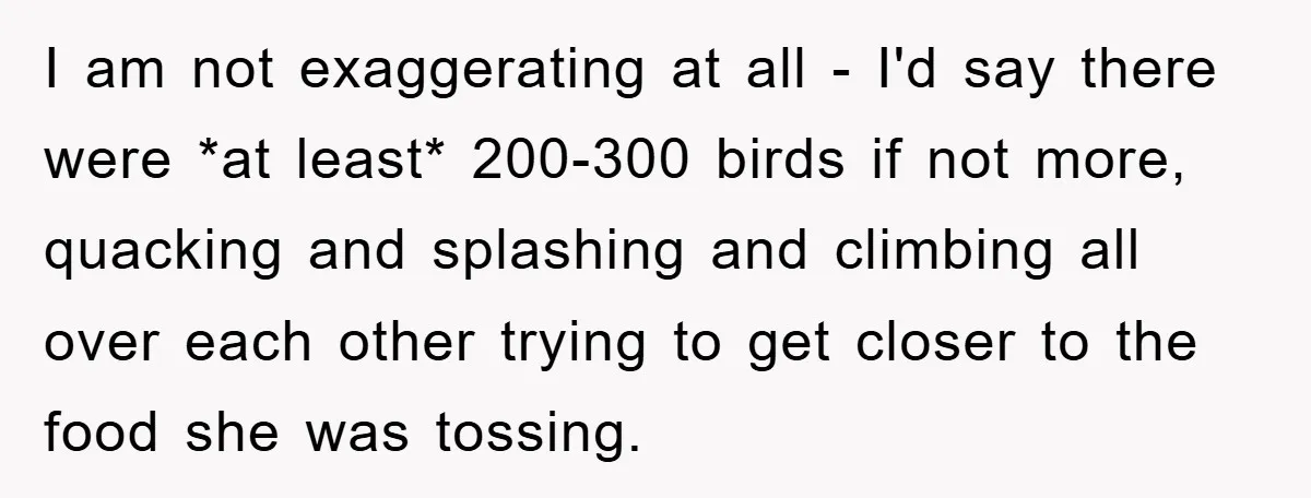 I am not exaggerating at all - I'd say there were *at least* 200-300 birds if not more, quacking and splashing and climbing all over each other trying to get...