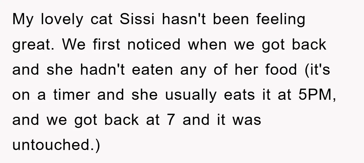 My lovely cat Sissi hasn't been feeling great. We first noticed when we got back and she hadn't eaten any of her food (it's on a timer and she usually...