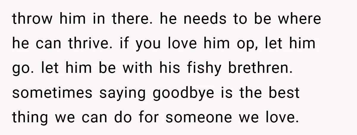 throw him in there. he needs to be where he can thrive. if you love him op, let him go. let him be with his fishy brethren. sometimes saying goodbye...