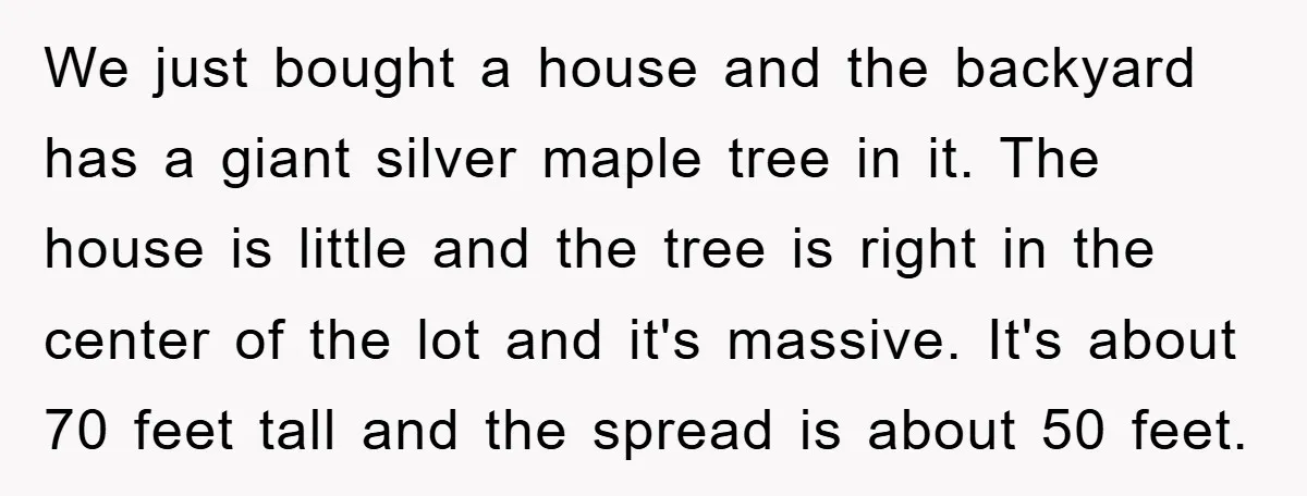 We just bought a house and the backyard has a giant silver maple tree in it. The house is little and the tree is right in the center of the...