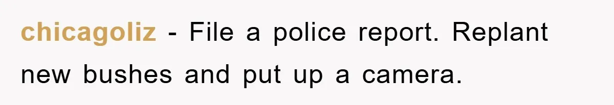 chicagoliz − File a police report. Replant new bushes and put up a camera.