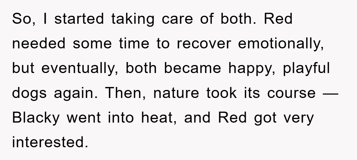 So, I started taking care of both. Red needed some time to recover emotionally, but eventually, both became happy, playful dogs again. Then, nature took its course — Blacky went...