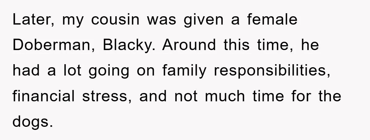 Later, my cousin was given a female Doberman, Blacky. Around this time, he had a lot going on family responsibilities, financial stress, and not much time for the dogs.