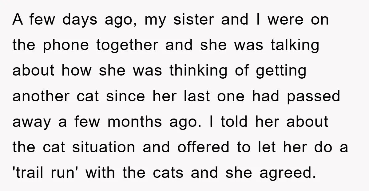 A few days ago, my sister and I were on the phone together and she was talking about how she was thinking of getting another cat since her last one...