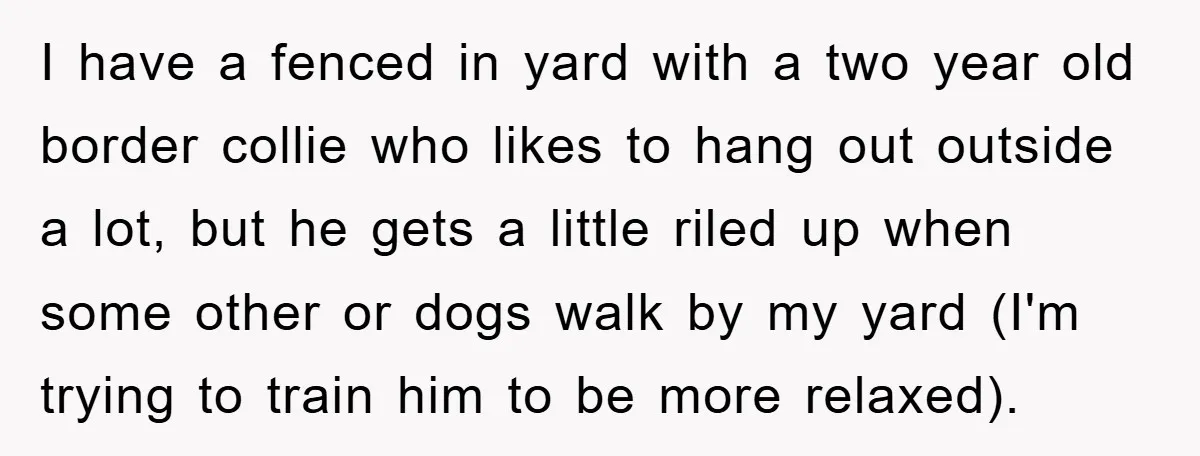 I have a fenced in yard with a two year old border collie who likes to hang out outside a lot, but he gets a little riled up when some...
