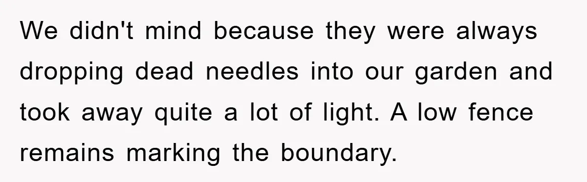 We didn't mind because they were always dropping dead needles into our garden and took away quite a lot of light. A low fence remains marking the boundary.