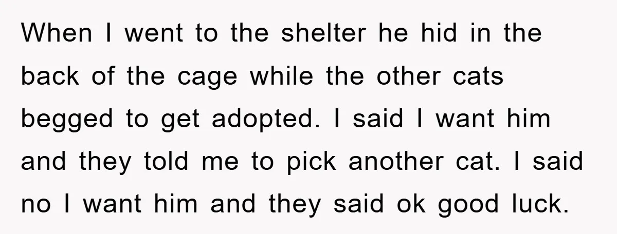 When I went to the shelter he hid in the back of the cage while the other cats begged to get adopted. I said I want him and they told...
