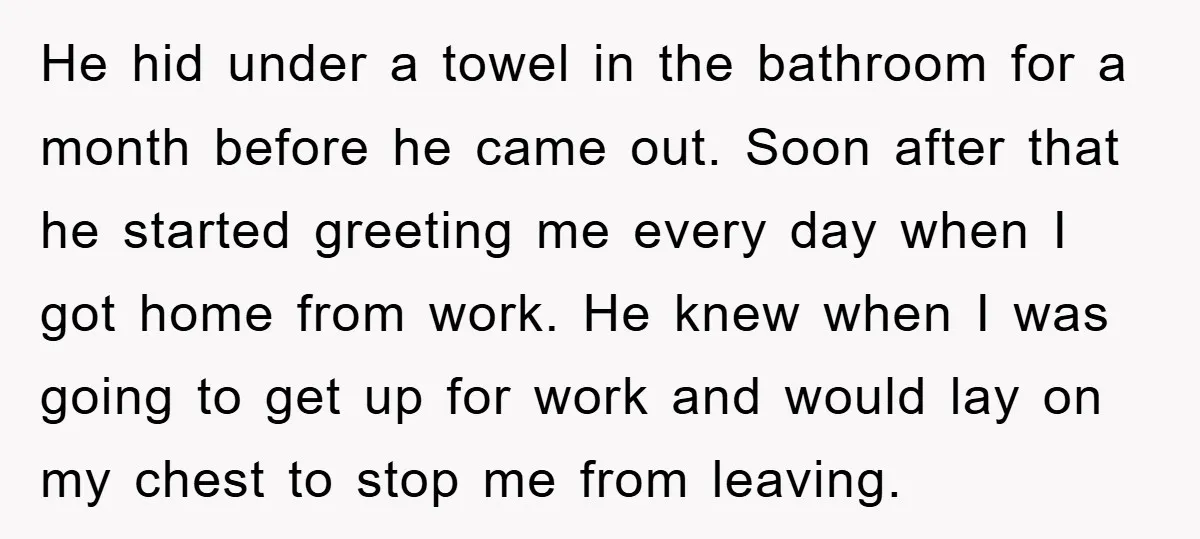 He hid under a towel in the bathroom for a month before he came out. Soon after that he started greeting me every day when I got home from work....