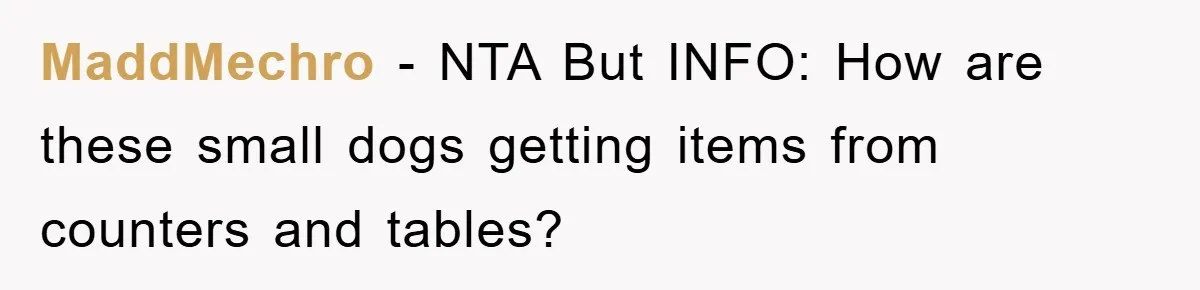 MaddMechro − NTA But INFO: How are these small dogs getting items from counters and tables?