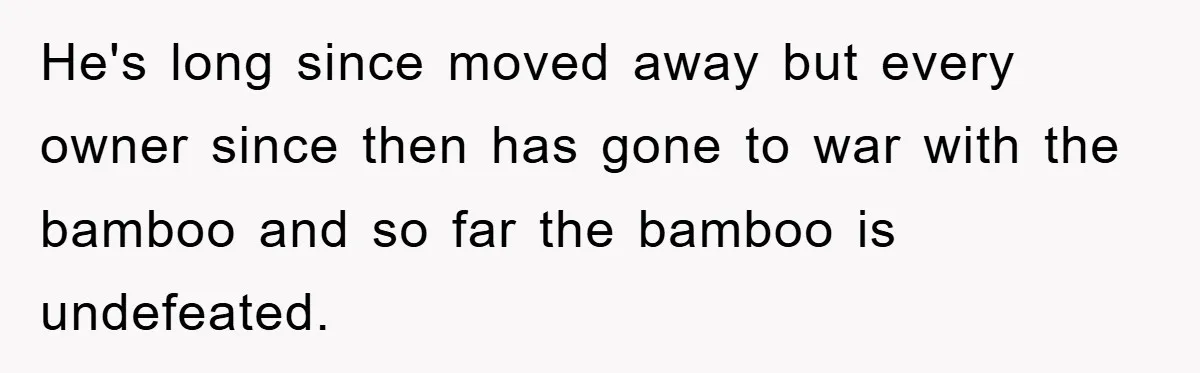 He's long since moved away but every owner since then has gone to war with the bamboo and so far the bamboo is undefeated.