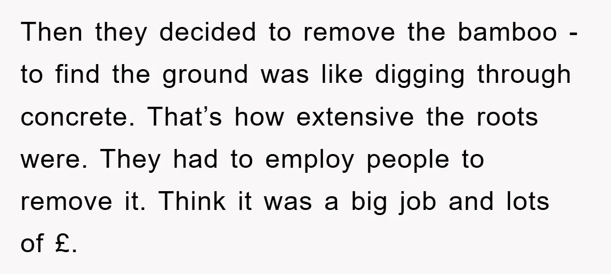Then they decided to remove the bamboo - to find the ground was like digging through concrete. That’s how extensive the roots were. They had to employ people to remove...