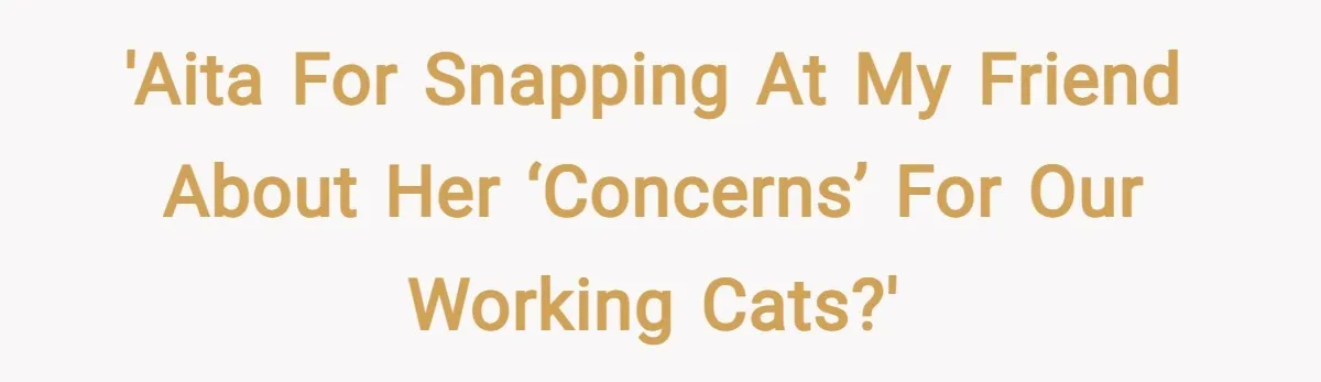 'AITA for snapping at my friend about her ‘concerns’ for our working cats?'