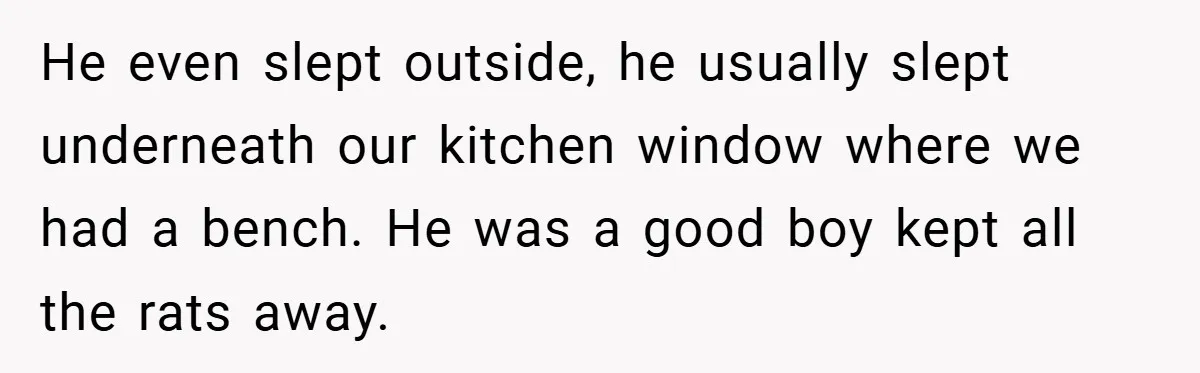 He even slept outside, he usually slept underneath our kitchen window where we had a bench. He was a good boy kept all the rats away.