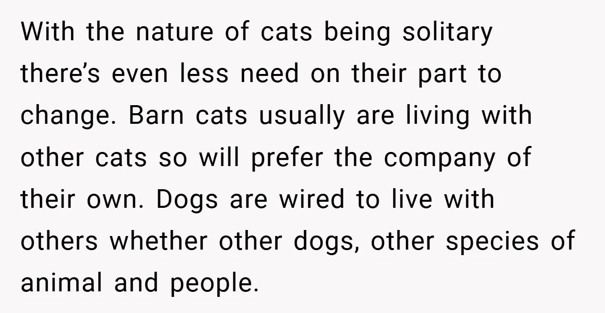 With the nature of cats being solitary there’s even less need on their part to change. Barn cats usually are living with other cats so will prefer the company of...