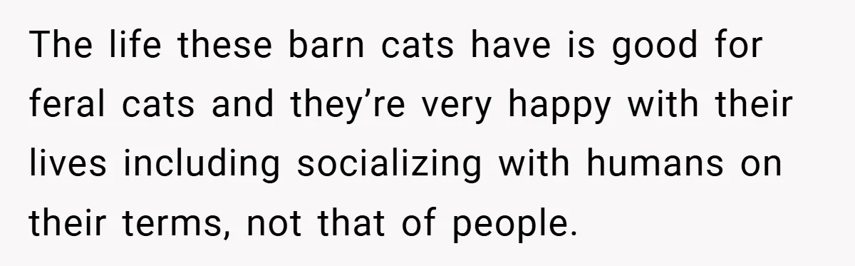 The life these barn cats have is good for feral cats and they’re very happy with their lives including socializing with humans on their terms, not that of people.